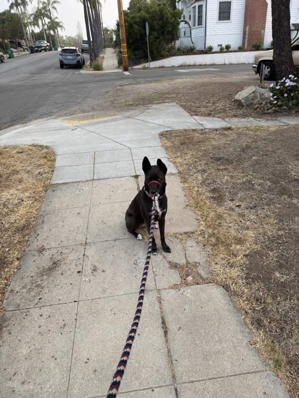 A picture of a black dog named Bowie sitting, taken on August 7 2025 at 6:38 am